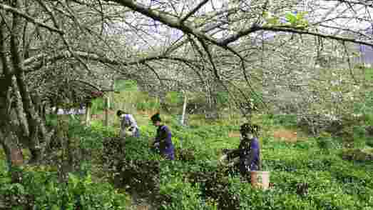 六堡茶：社前茶、明前茶、雨前茶到底有什么区别？