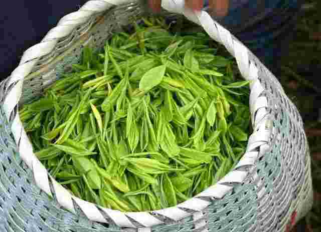 明前茶是什么茶？所有的茶都是春茶的品质更好吗？