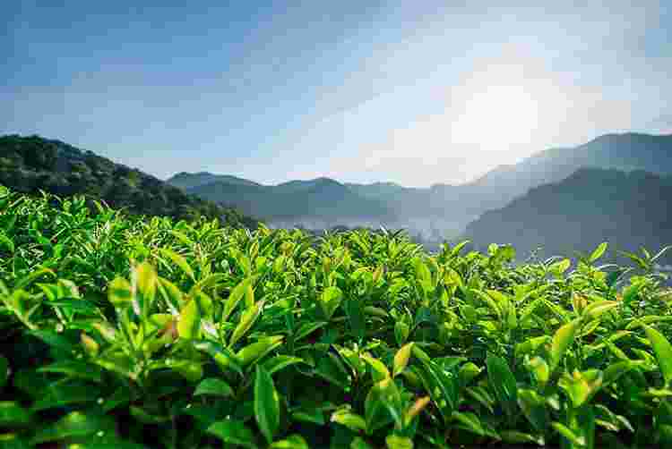 云南红茶——滇红的前世今生，出[滇红沱茶]