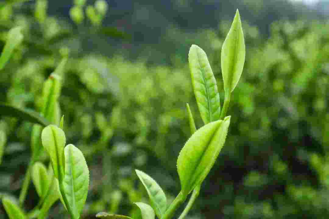 茶艺，茶道，茶文化都是什么，他们之间又有什么联系？