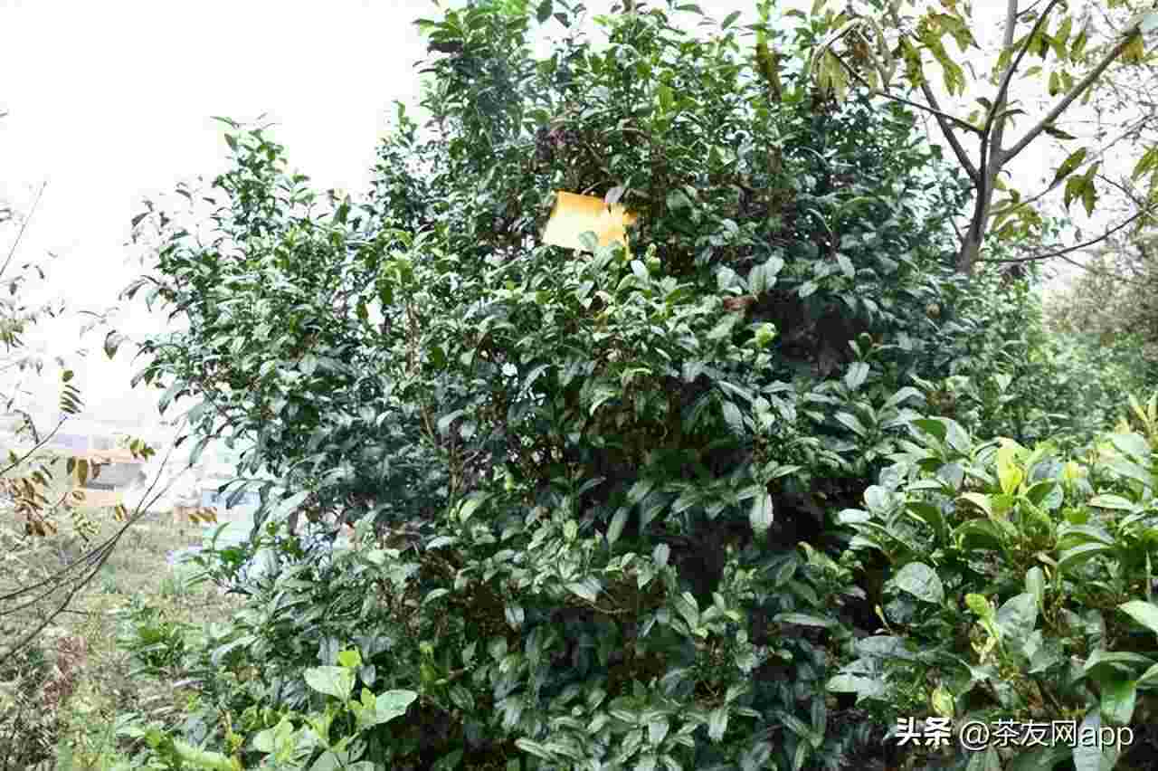 勐海勐宋茶区2023年春茶价格行情