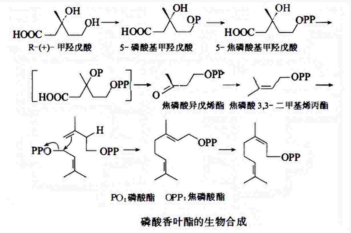 水果香气成分的形成及变化[苹果散发的香味是什么]