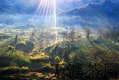 祁门红茶