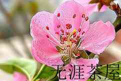 桃花茶