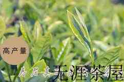 白茶为什么称为白茶