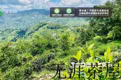 手工茶叶制作过程